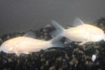 Corydoras Albino